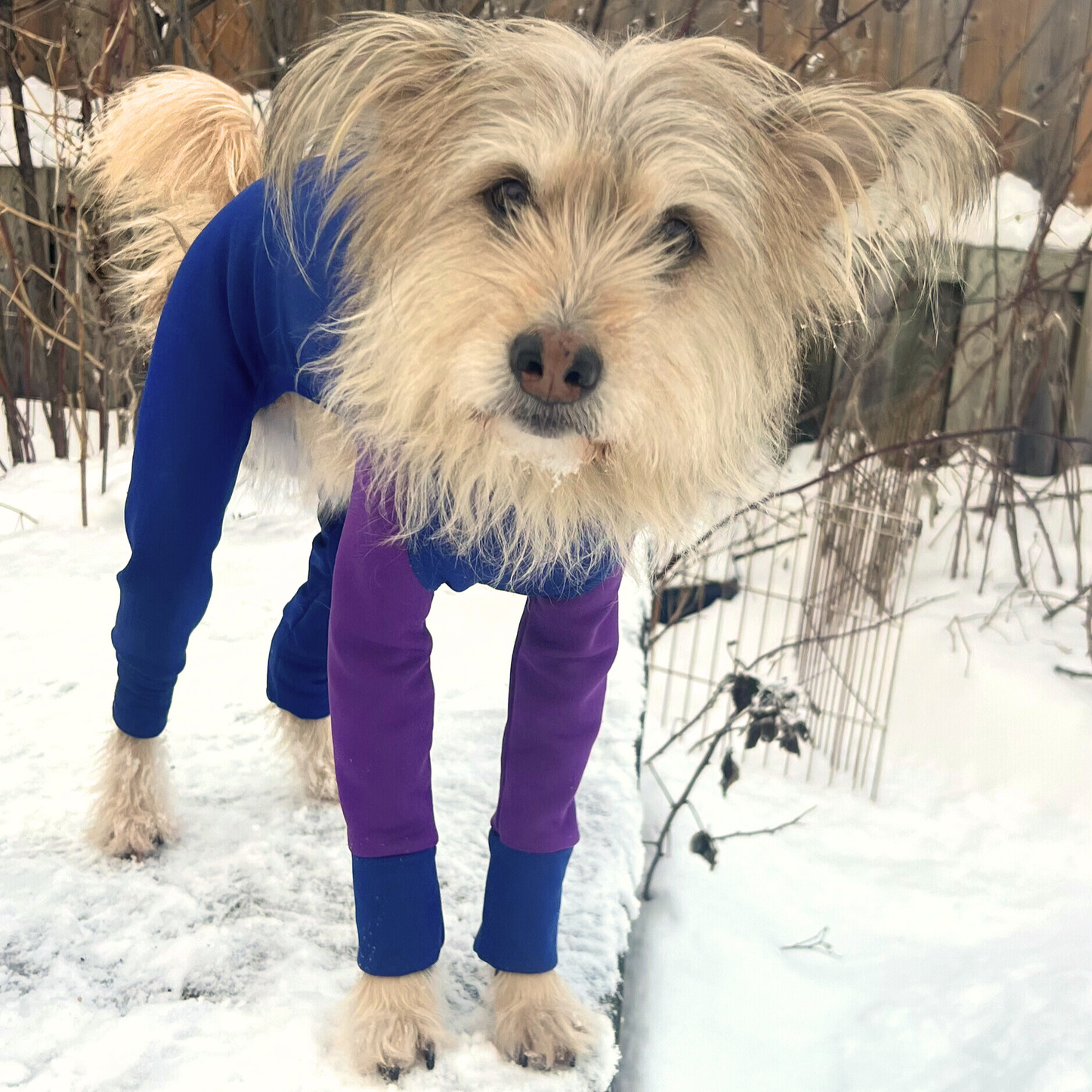 Z'Hoodie Active - Bleu royal et mauve