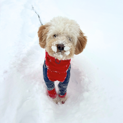 Z'Hoodie Active - Rouge écarlate et bleu acier